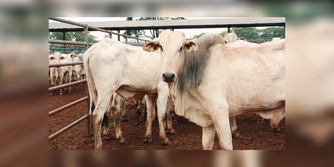 Vaca louca: por que novos casos no Brasil são menos graves que epidemia letal dos anos 1990
