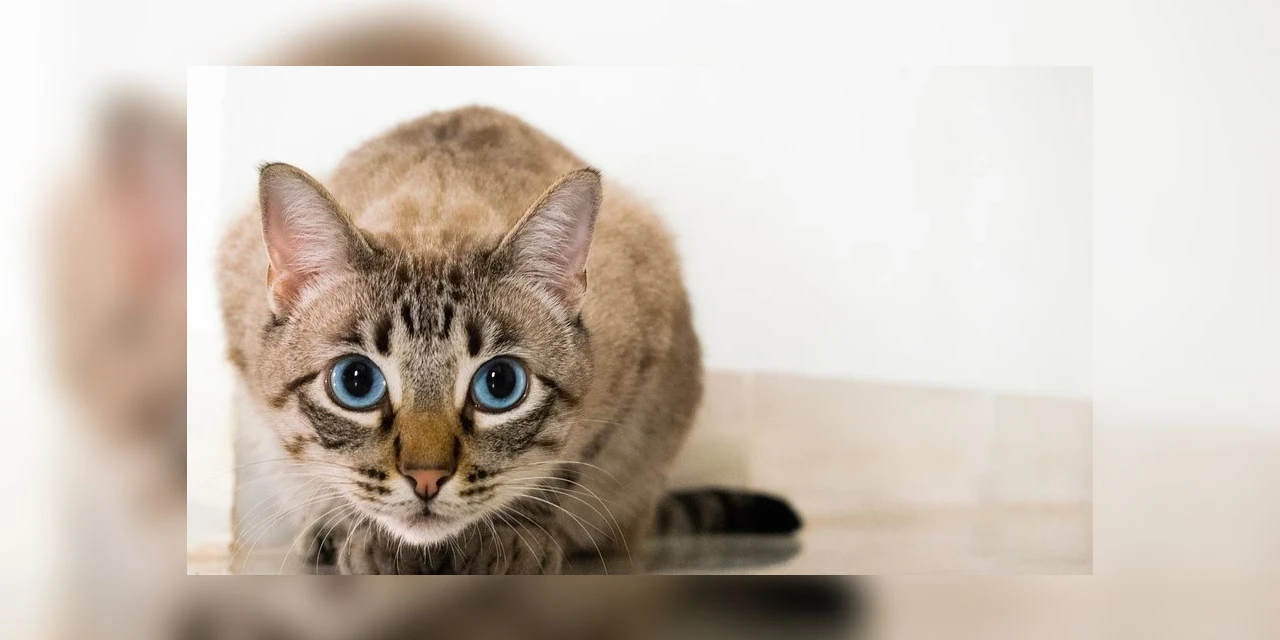 Tremores em gatos podem ser causados por frio, doença e até um sono profundo