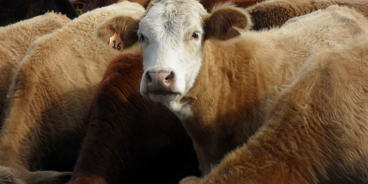 Bandidos furtam 33 novilhas de propriedade rural no noroeste do Paraná