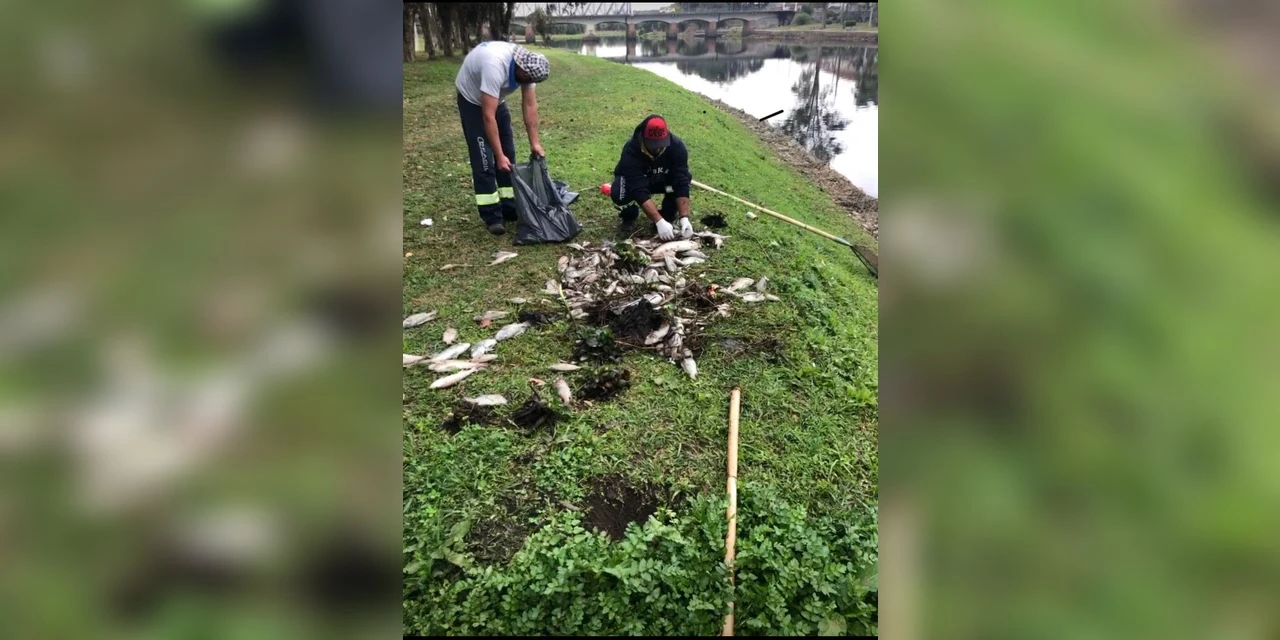 Prefeitura de Castro e órgãos ambientais investigam morte de peixes no Rio Iapó