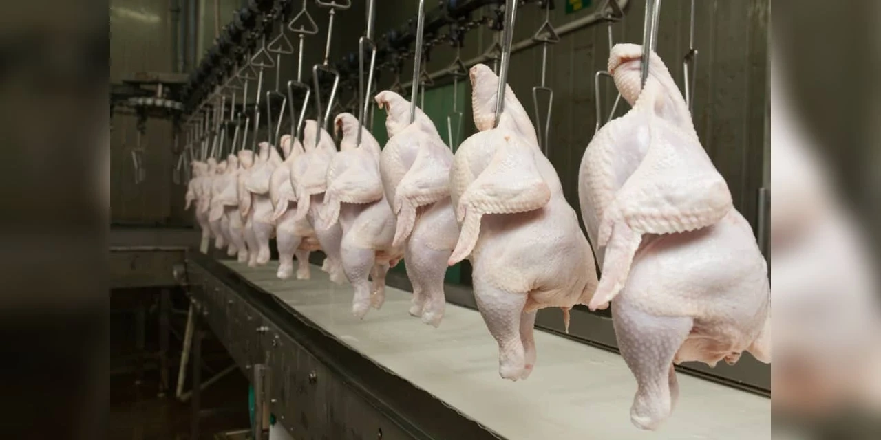 Frango 40% mais caro: como a alta da conta de luz aumentou preço da ave em 2021