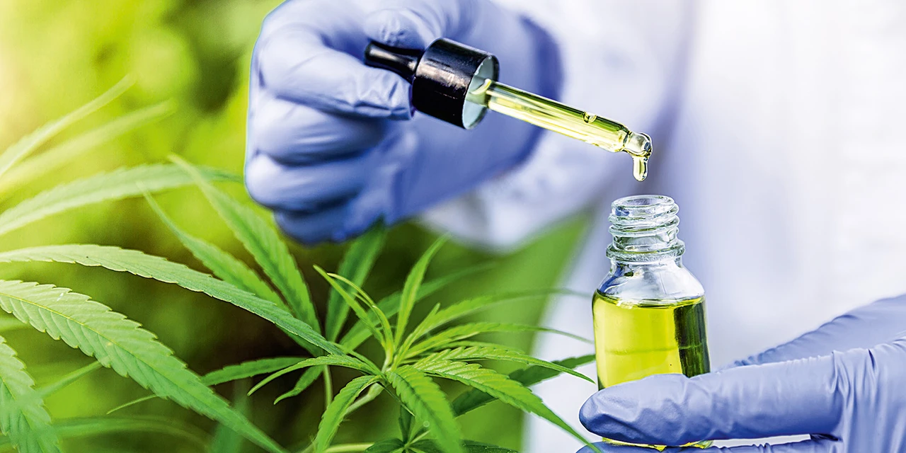 Cientistas devem iniciar estudo do canabidiol em humanos no tratamento da síndrome pós-COVID-19