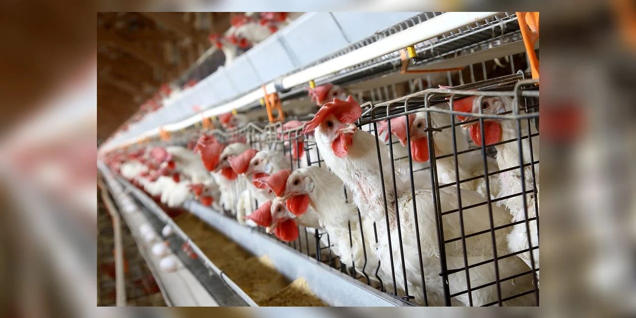 Paraná registra crescimento na produção de frangos, porcos e leite no 2º trimestre