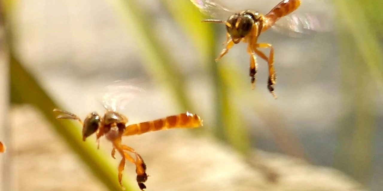 Sanepar e Embrapa vão utilizar abelhas sem ferrão para monitoramento ambiental