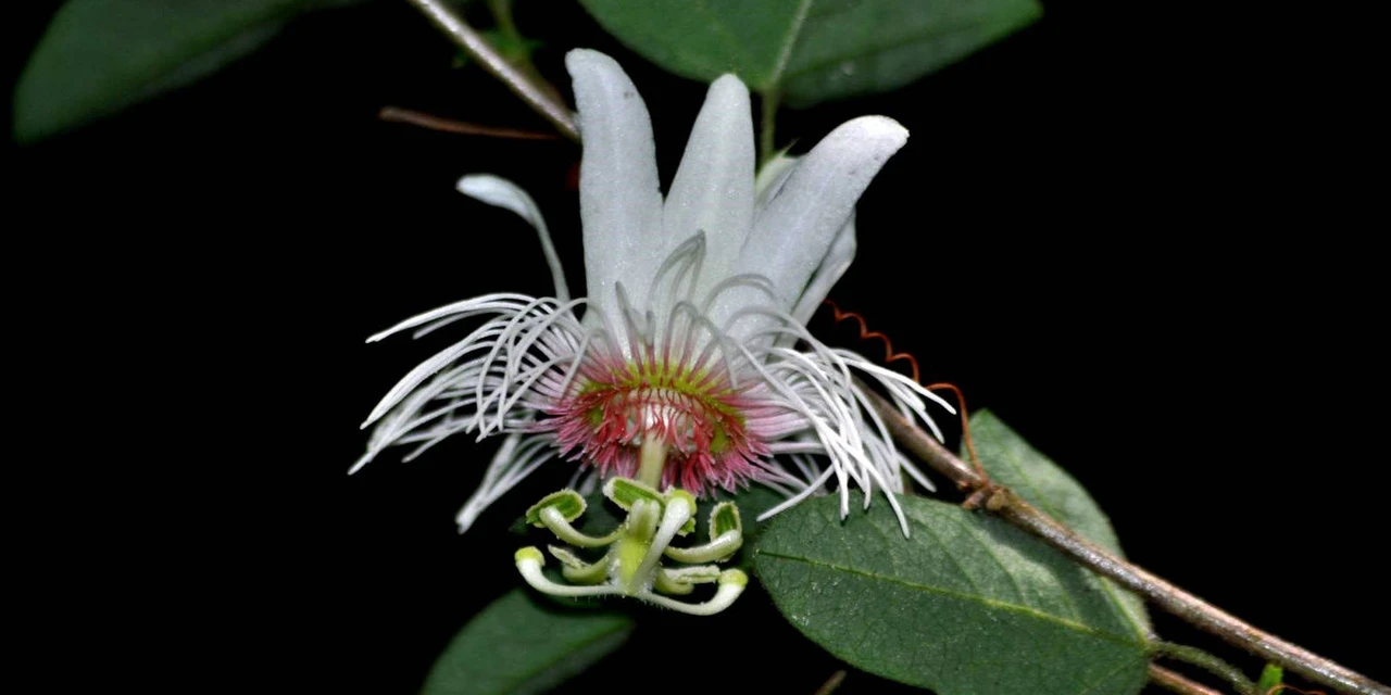 Nova espécie vegetal de planta medicinal é descoberta por pesquisadores da Unicentro
