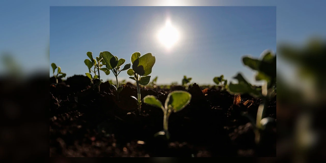 Produtores paranaenses iniciam plantio da soja e área de cultivo deve chegar a 5,62 milhões de hectares