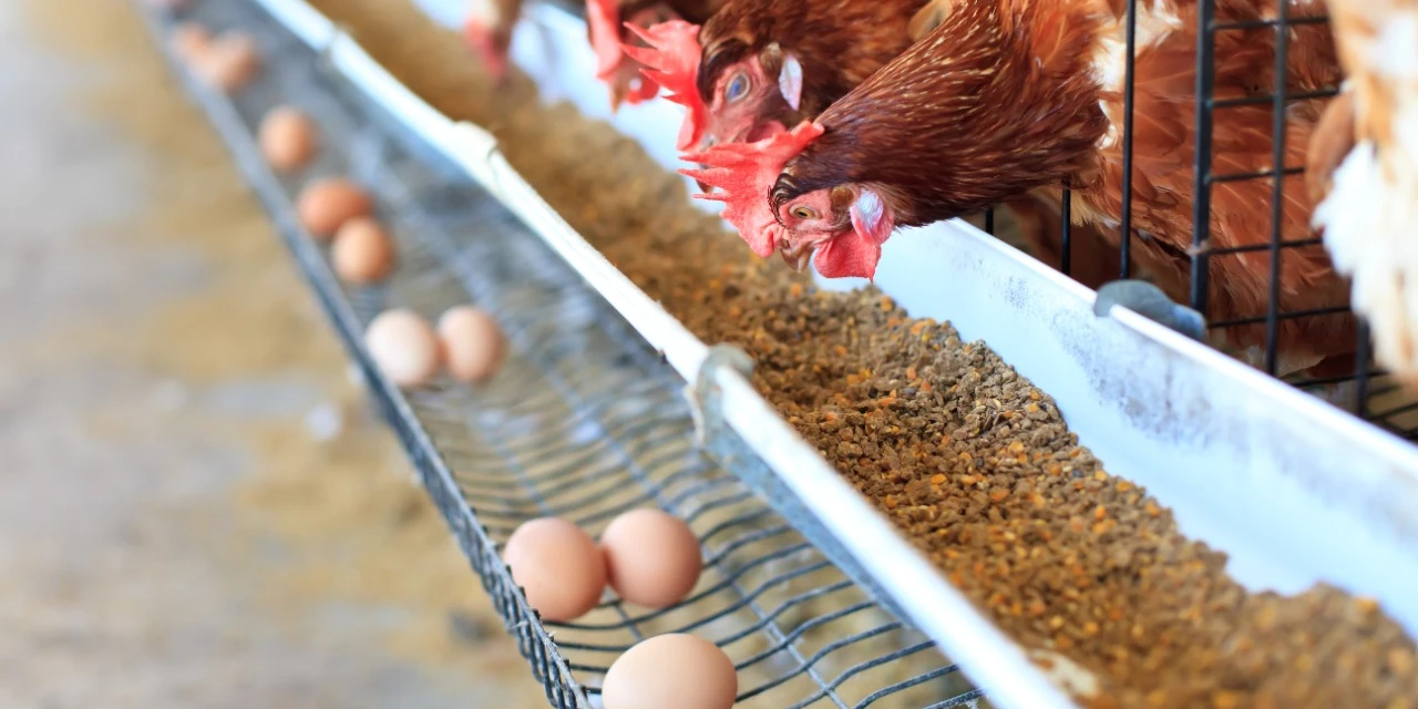 Agro&Negócio: Brasil exporta mais de 92 mil toneladas de ração até agosto de 2021, por Ricardo Weg