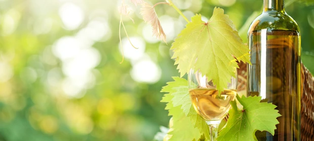 Entenda como a chegada da primavera influencia na produção e no sabor do vinho