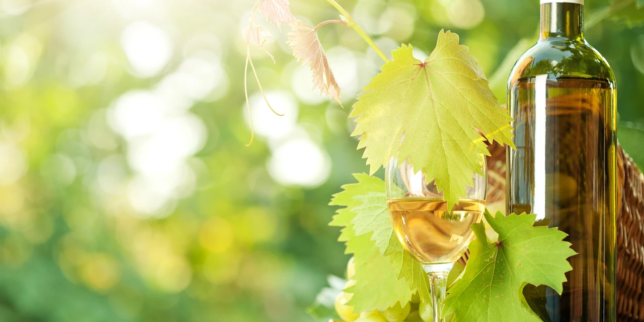 Entenda como a chegada da primavera influencia na produção e no sabor do vinho