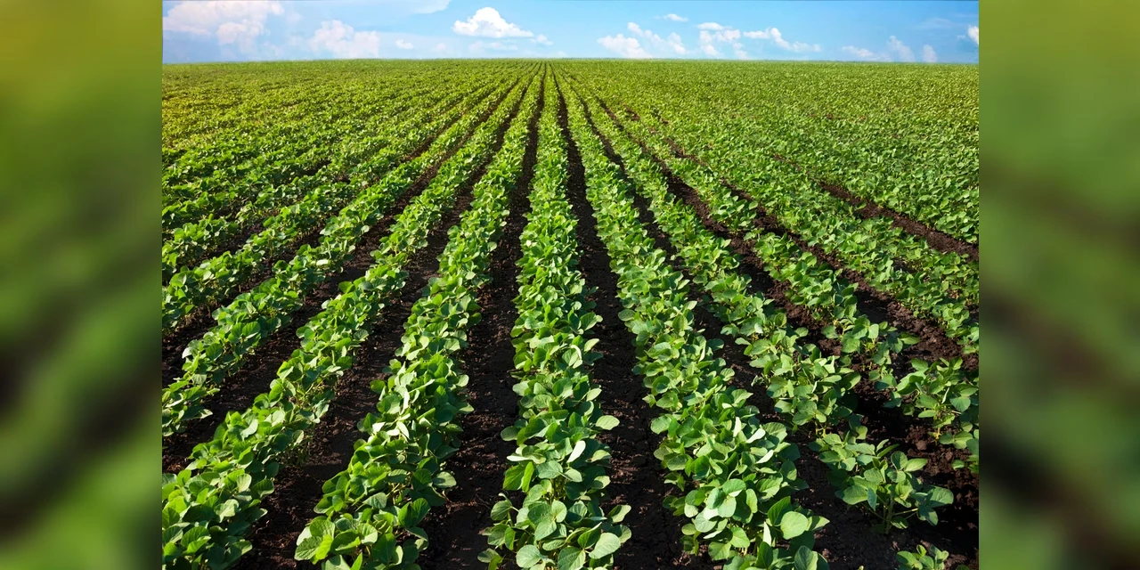 Agro: Prazo para entrega da declaração do ITR 2021 termina nesta quinta (30)