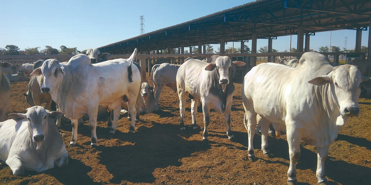 Agro&Negócio: Matemática animadora para criadores de Zebu, por Ricardo Weg