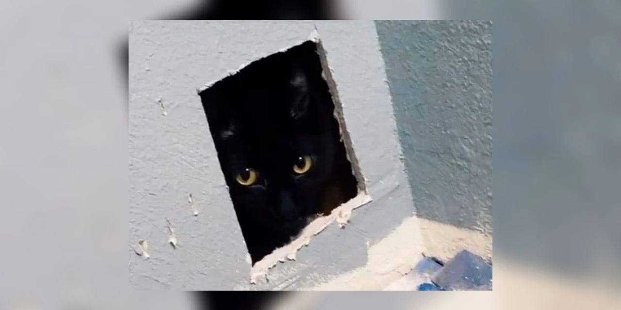 Após 'erro' em reforma, gatinho é encontrado dentro de parede de residência