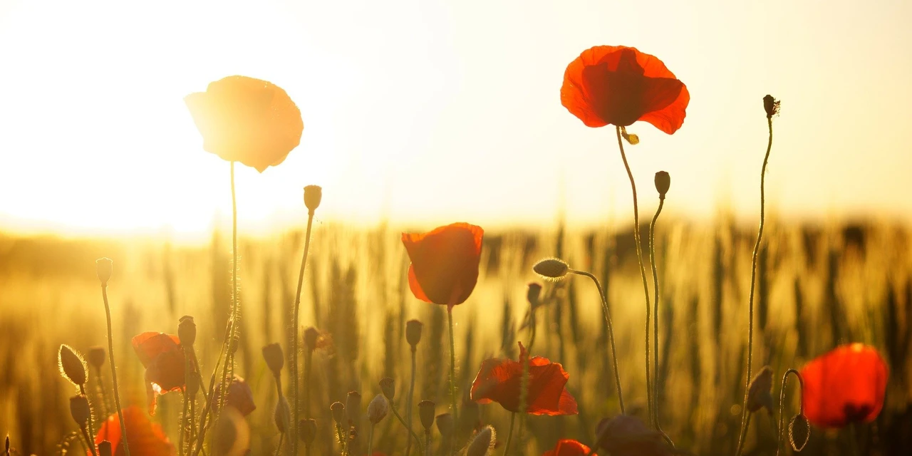 Coluna Lettera: 'O sol que habita em mim', por Francielly da Rosa