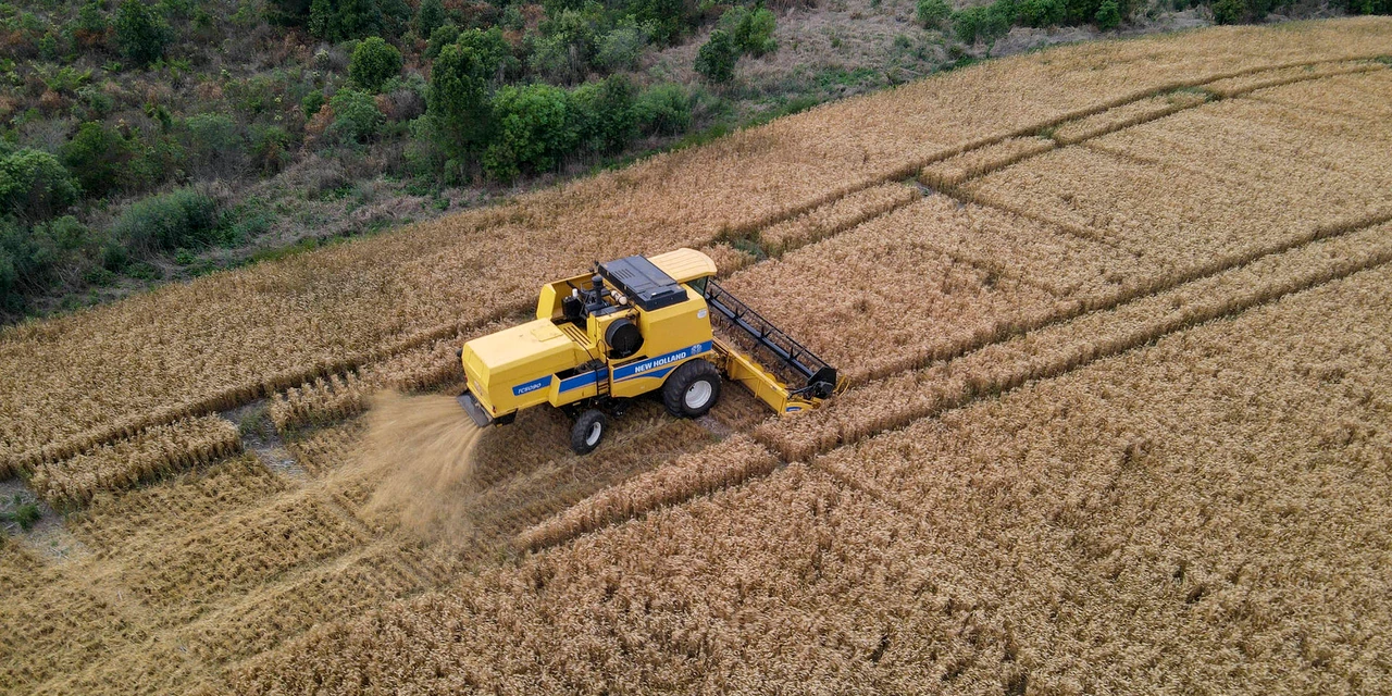Conheça os motivos que fizeram Tibagi se consolidar como a capital nacional do Trigo