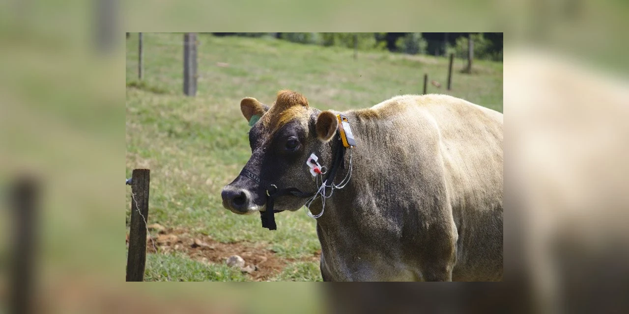 Pesquisadores paranaenses criam sistema para monitorar alimentação de animais