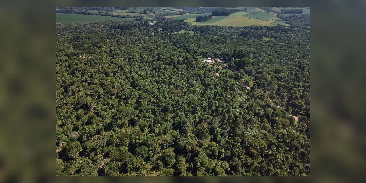 Paraná é o segundo maior produtor florestal do País, segundo IBGE
