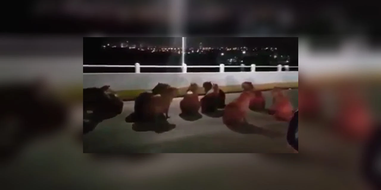 Vídeo: Motorista atropela diversas capivaras e revolta população em cidade do Paraná
