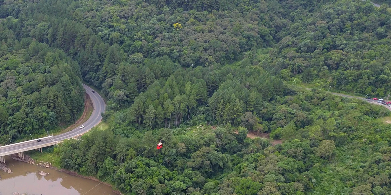 Paraná é o segundo maior produtor florestal do País, segundo IBGE
