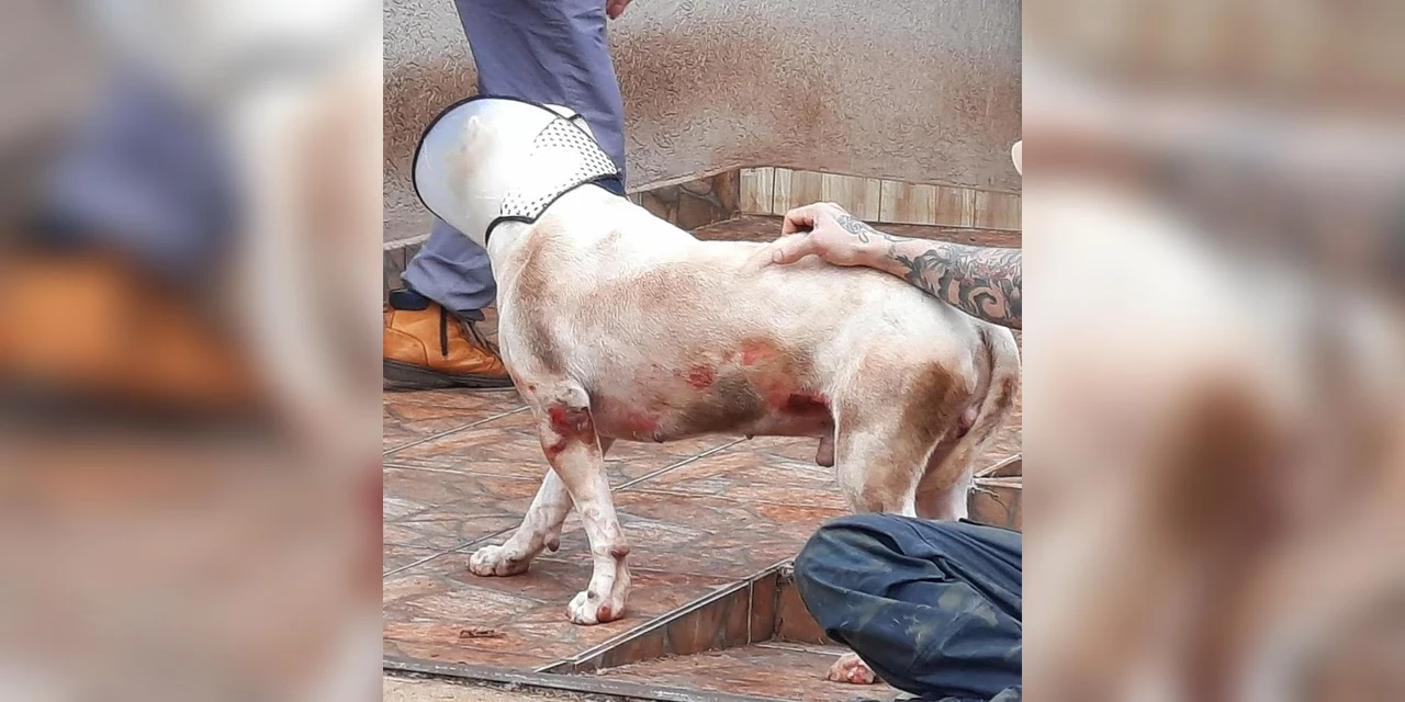 Homem é preso por arrastar e bater em cachorro em rua de cidade paranaense
