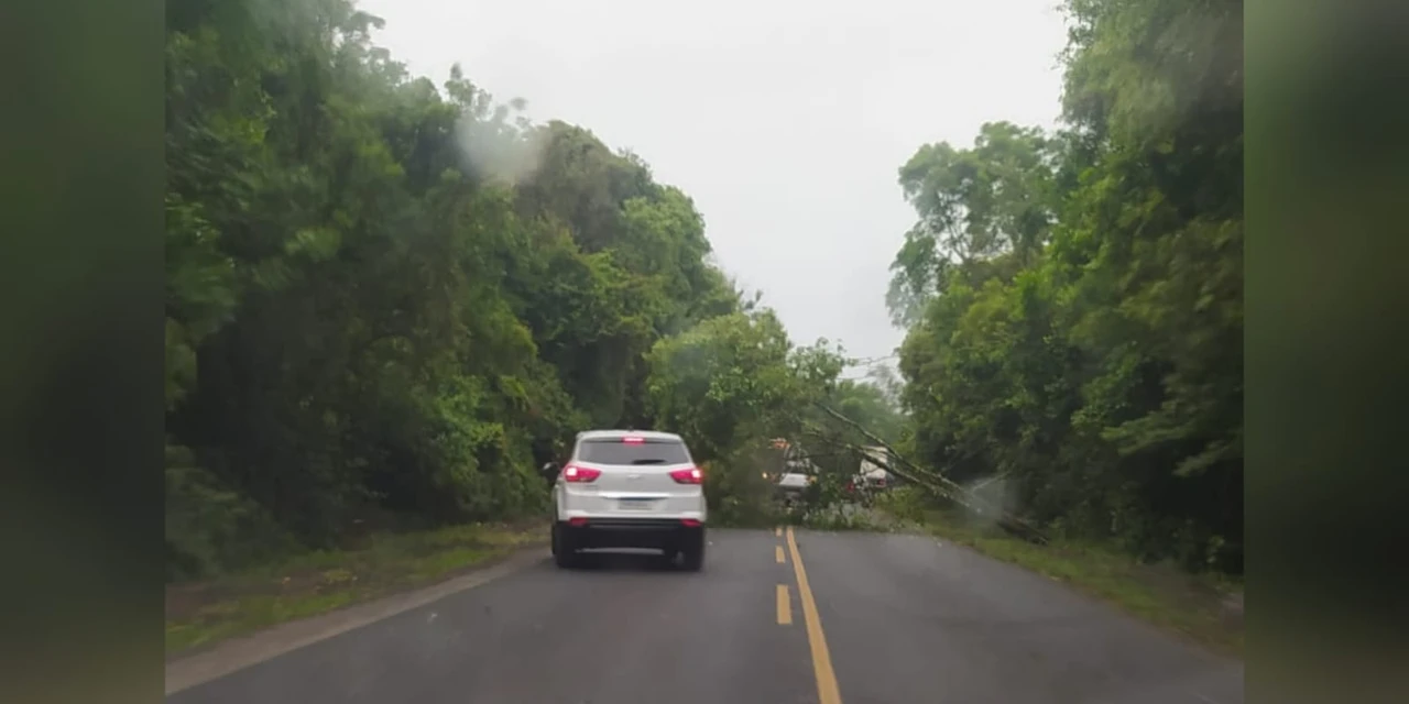 Árvore cai na PR-151 e deixa pista bloqueada