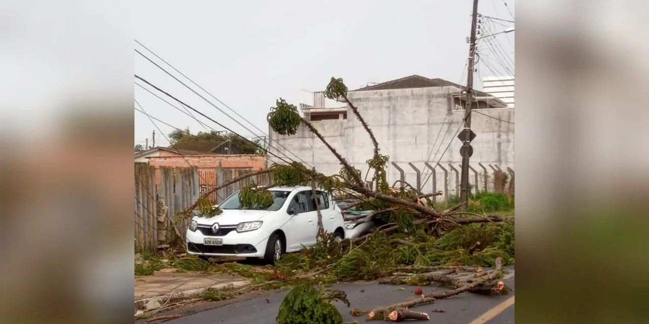 Corpo de Bombeiros registra 11 quedas de árvores por conta do vendaval em PG; veja as imagens