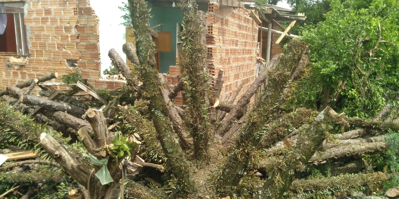 Vídeo: Araucária cai durante vendaval e atinge residência em PG; família já havia pedido remoção da árvore para a Prefeitura