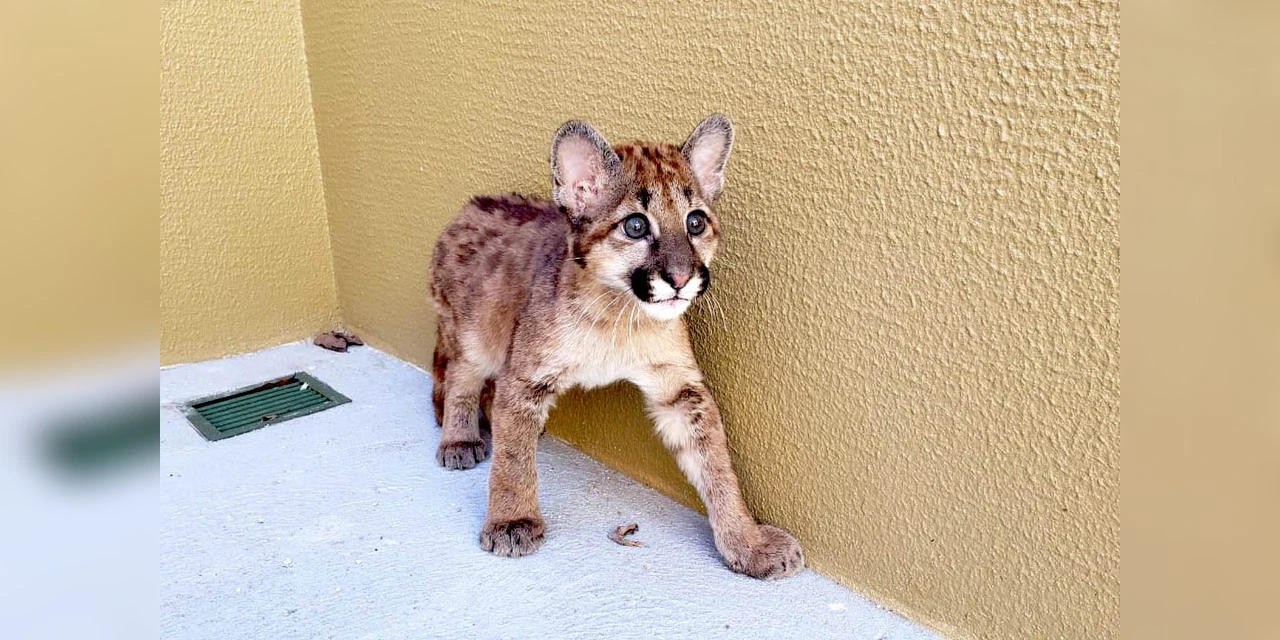 Athena ou Pandora? População pode escolher nome da nova onça-parda de zoológico paranaense
