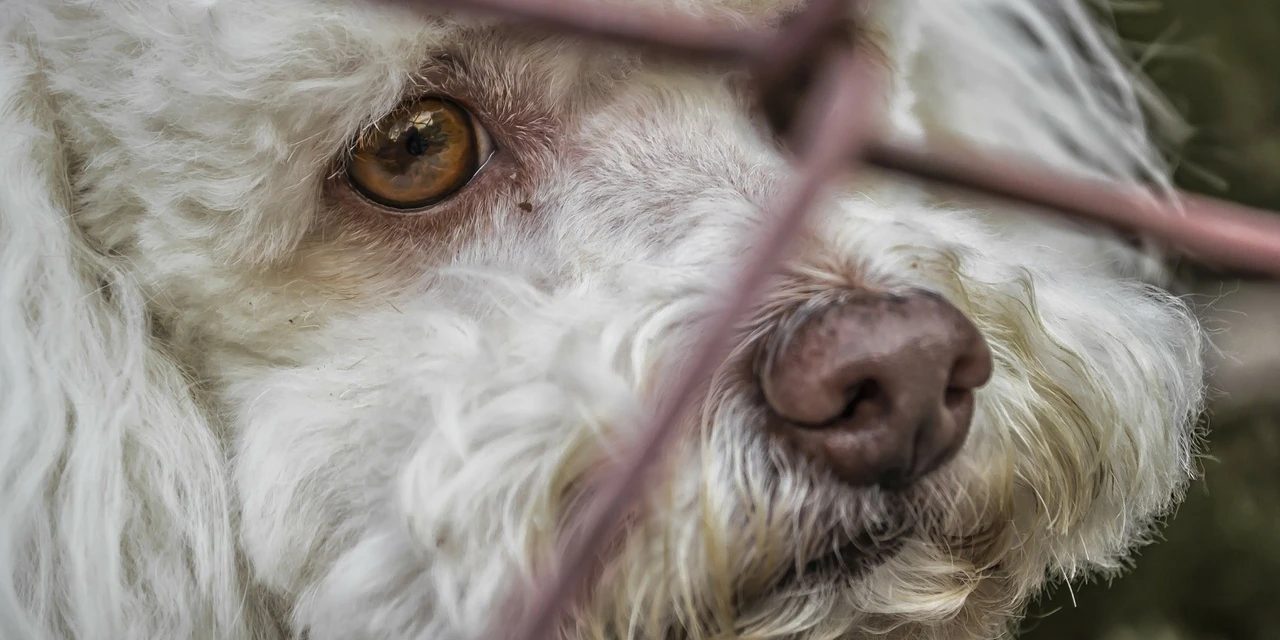 Semana de Conscientização Contra o Abandono de Animais é aprovada na Assembleia