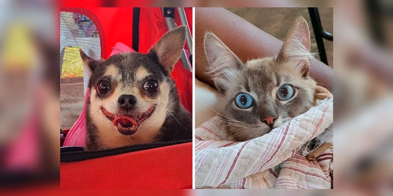 Paraná promove campanha de conscientização sobre câncer de mama em pets