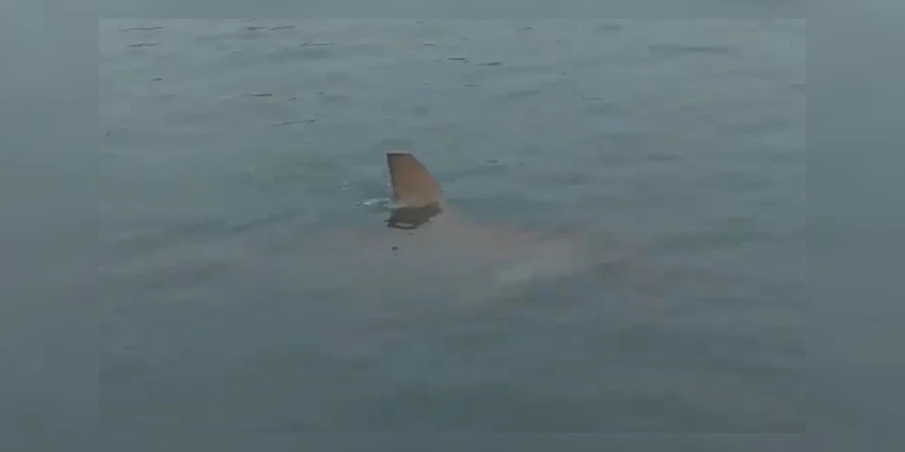 Obra para alargar praia aumenta aparições de tubarões em Camboriú