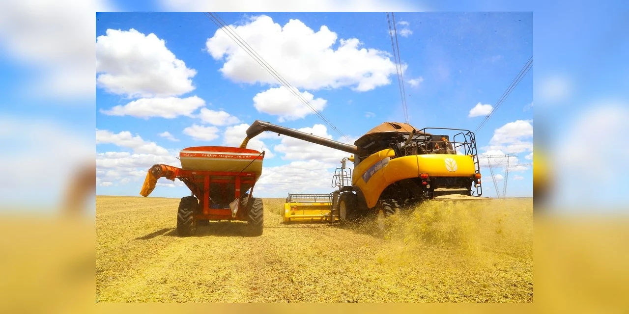 Na região de Ponta Grossa, 70% da área de cevada está colhida; confira o relatório mensal do Deral