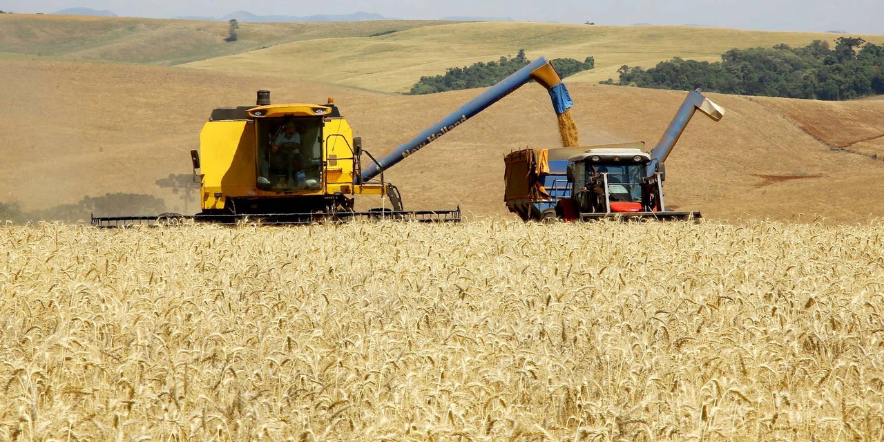 No Paraná, trigo chega à reta final da colheita com preços em alta
