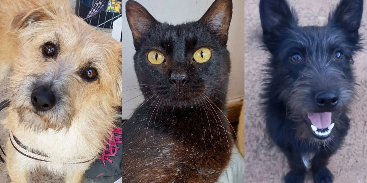 Evento reúne cerca de 100 animais para adoção em PG neste domingo (7); veja como participar