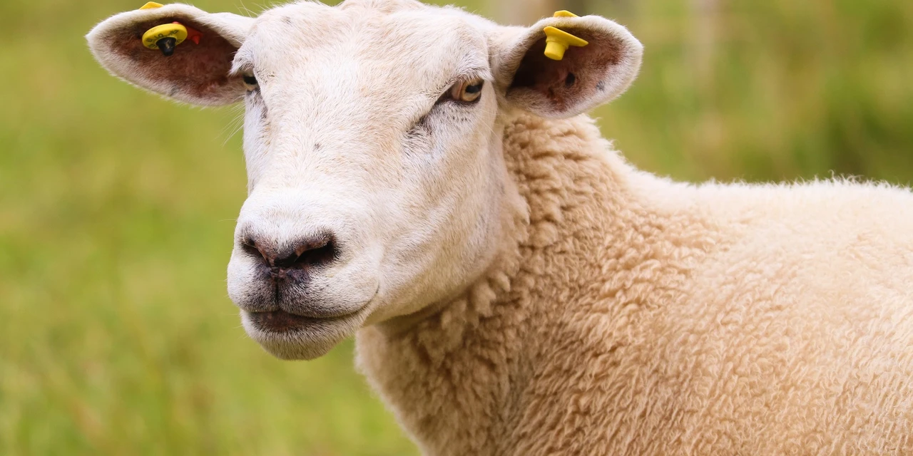 UEPG realiza leilão de 67 animais da Fazenda Escola Capão da Onça