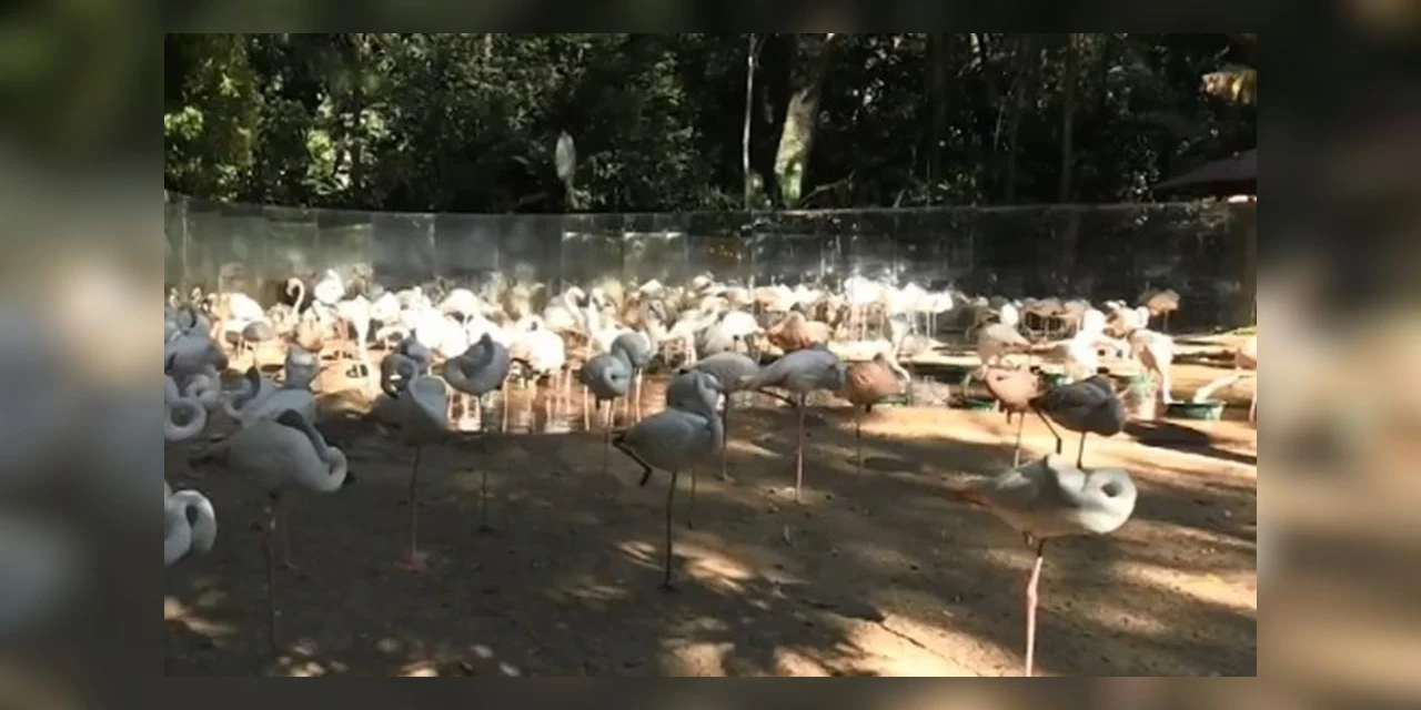 Onças matam 172 flamingos no Parque das Aves em Foz do Iguaçu