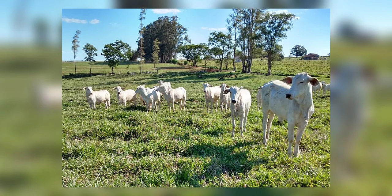 Com apoio do Estado, sistema que integra lavoura e pecuária traz benefícios aos produtores paranaenses