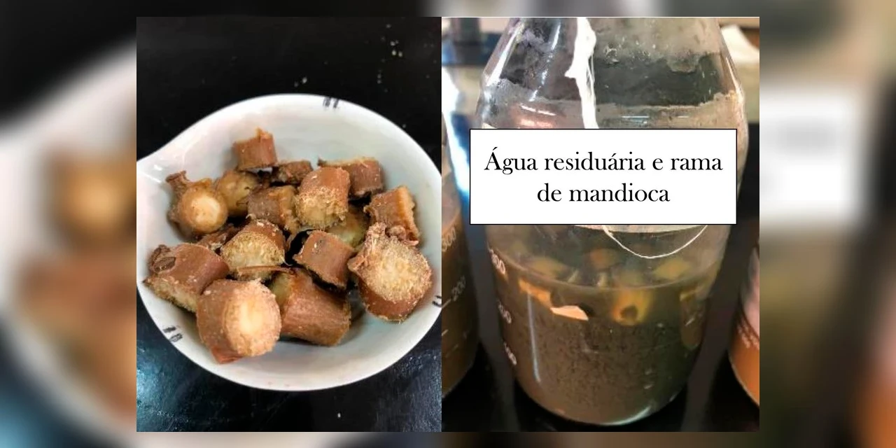 Universidade do PR investe em energia limpa a partir da fécula de mandioca