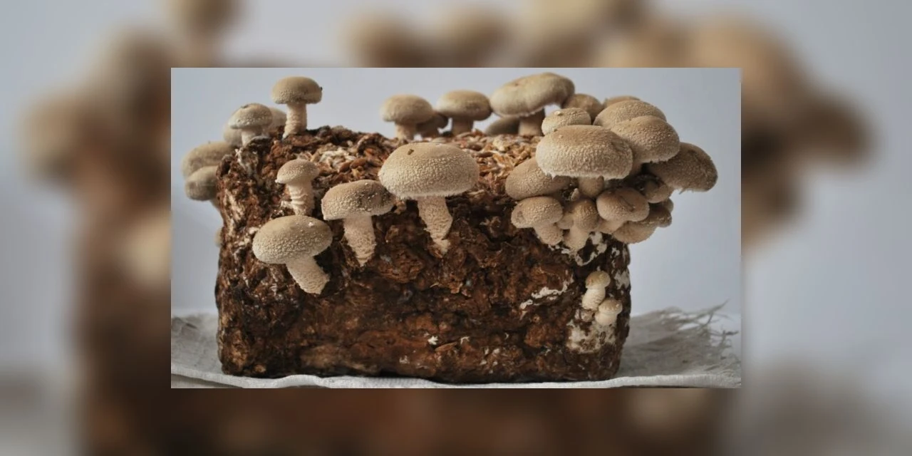 Pesquisa da UFPR transforma resíduos de cervejaria em matéria-prima para produção de alimentos