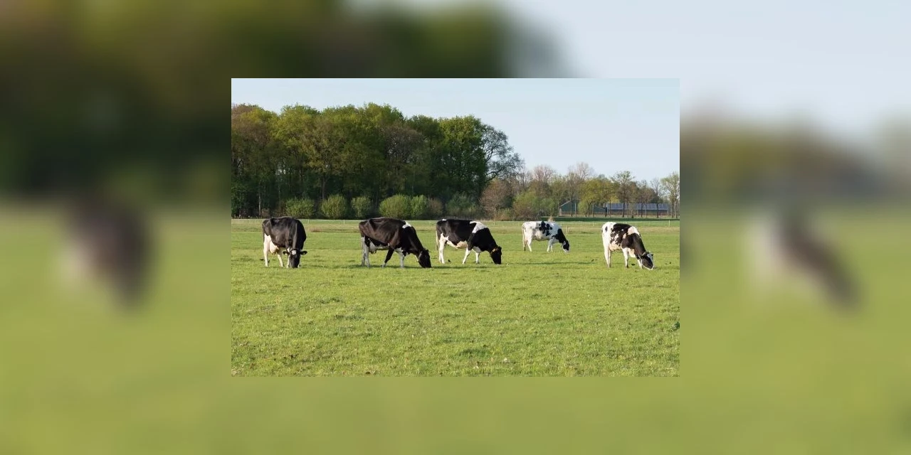 Profissionalização coloca o Paraná na primeira fila da corrida dos lácteos