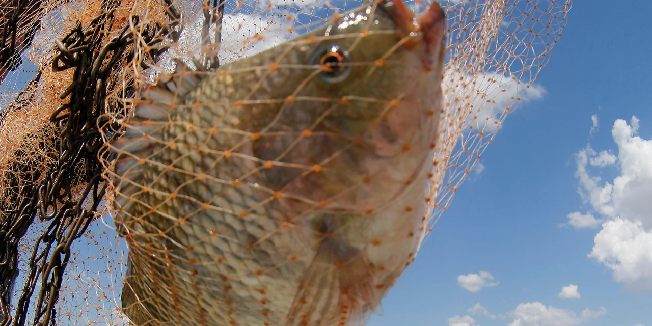 Pesquisa da UEM mostra que inclusão de própolis na ração melhora couro do peixe