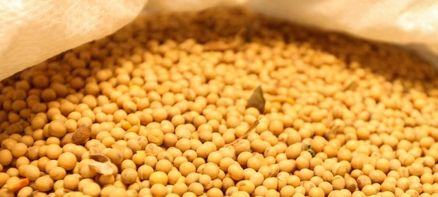 FT Sementes – Cultivares de Soja de Altíssimo Potencial produtivo nas mais diversas condições do Brasil