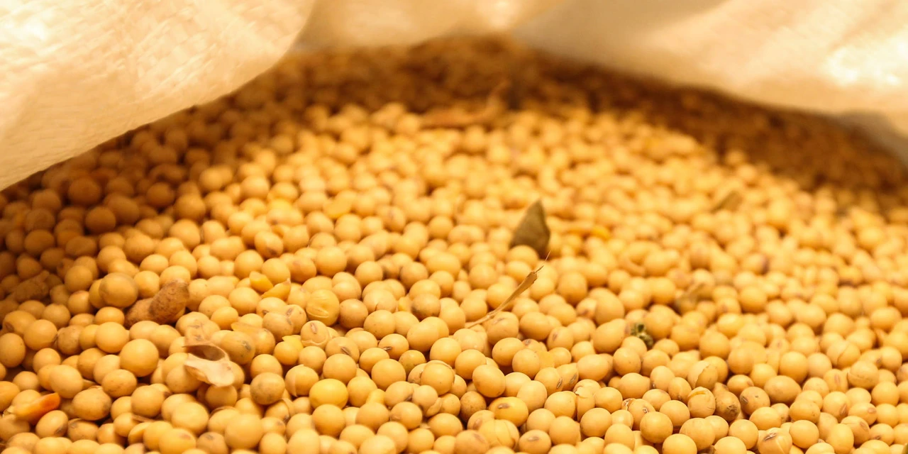 FT Sementes – Cultivares de Soja de Altíssimo Potencial produtivo nas mais diversas condições do Brasil