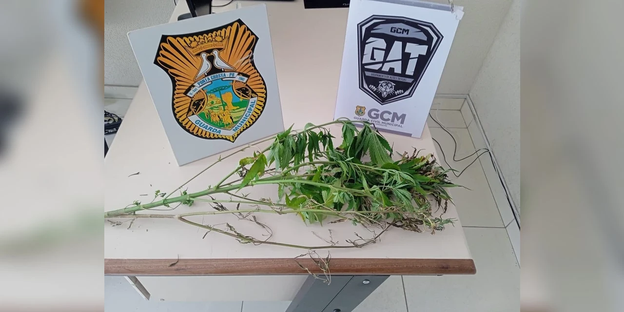 Pé de maconha é encontrado pela GM em casa abandonada