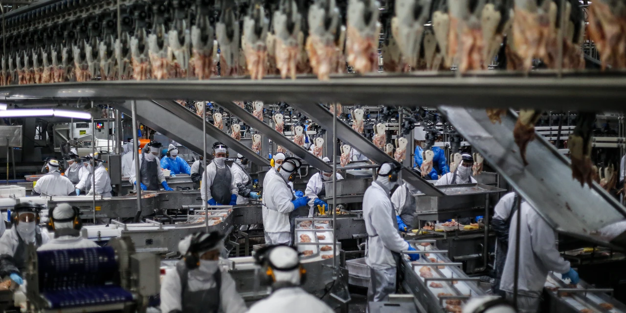 Paraná tem recorde no abate de suínos e mantém liderança na produção de carne de frango