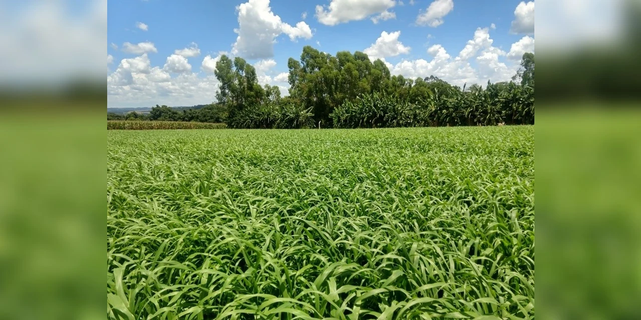 Artigo D'P Agro: 'Você conhece Milheto?', por Maryon Strack Dalle Carbonare