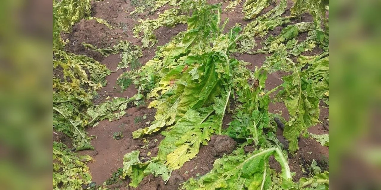 Agricultores de Irati perdem toda a produção após chuva de granizo