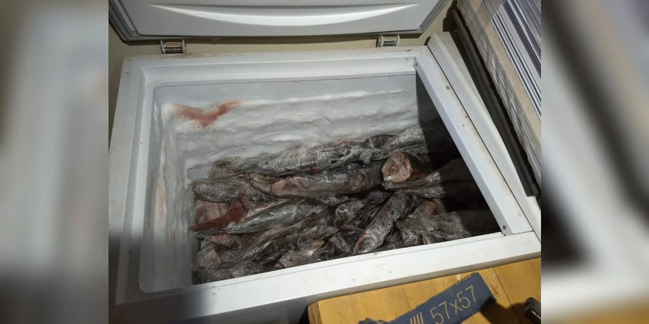 Cerca de 200 kg de peixe ameaçado de extinção são apreendidos em mercado no Paraná