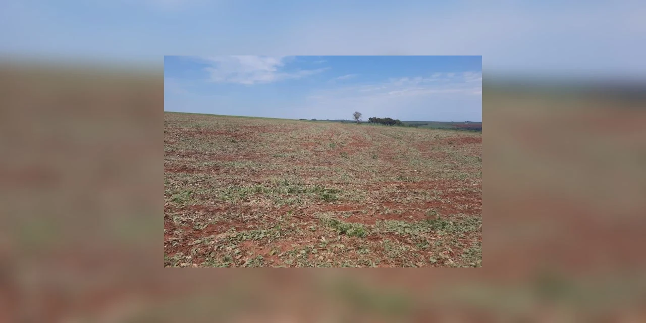 Perdas na safra de verão preocupam entidades do agro no Paraná