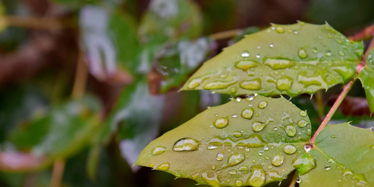 Coluna Lettera: ‘Chove em mim’, por Francielly da Rosa