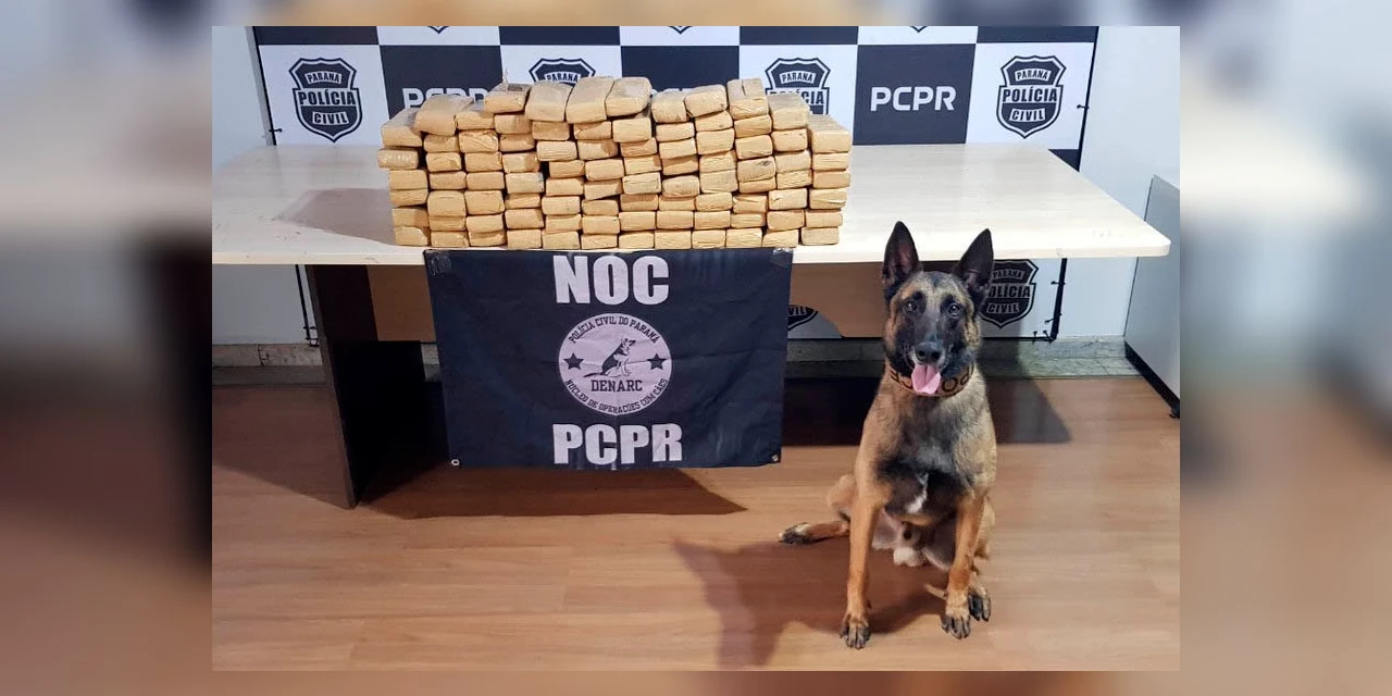 Ações com cães da Polícia Civil do Paraná apreenderam 7,8 toneladas de drogas em 2021